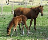 Mare and Foal 9P30D-175